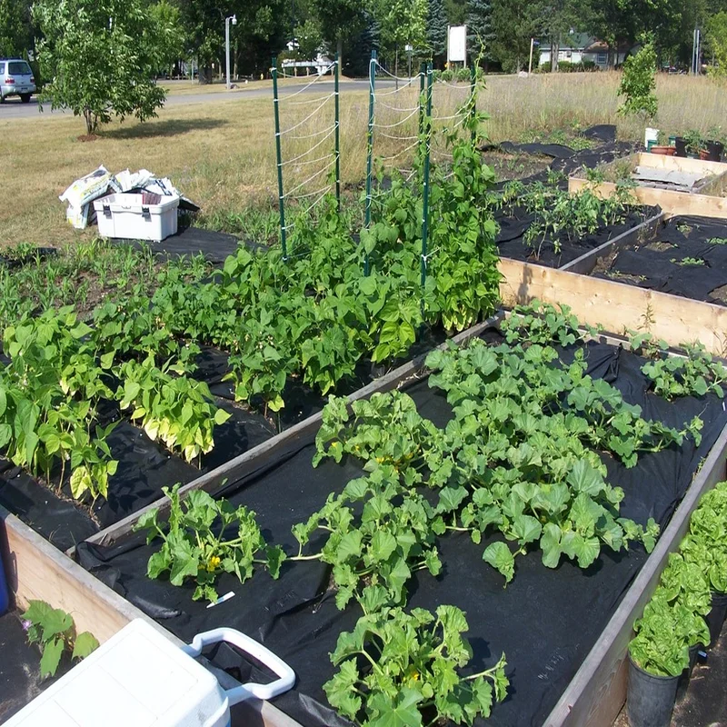 From Clove to Cash: How to Launch a Profitable Garlic Microfarm