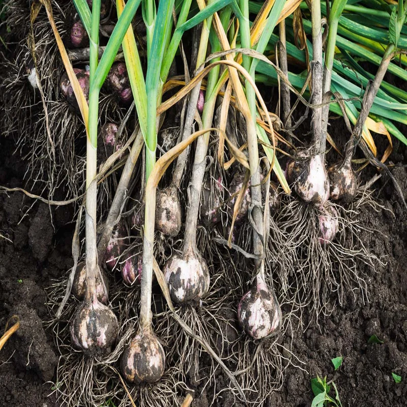 Garlic Pests and Problems: What to Watch For and How to Win