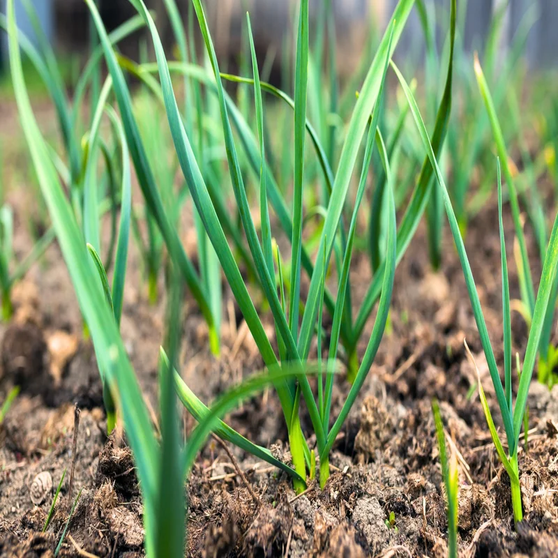 The Art and Science of Growing Garlic: A Guide for Gardeners and Growers