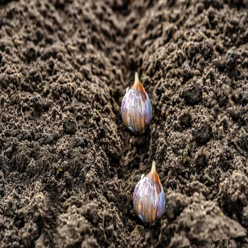 Soil Secrets for Bigger, Bolder Bulbs