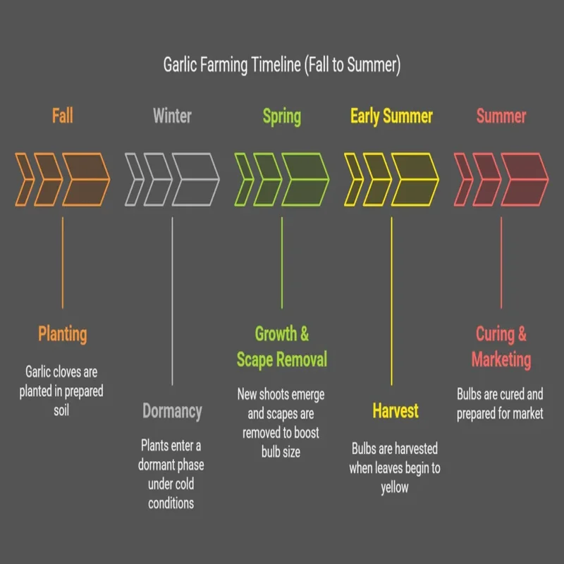 Garlic & Profits: How to Turn Cloves into Cash Without Crying Over Onions