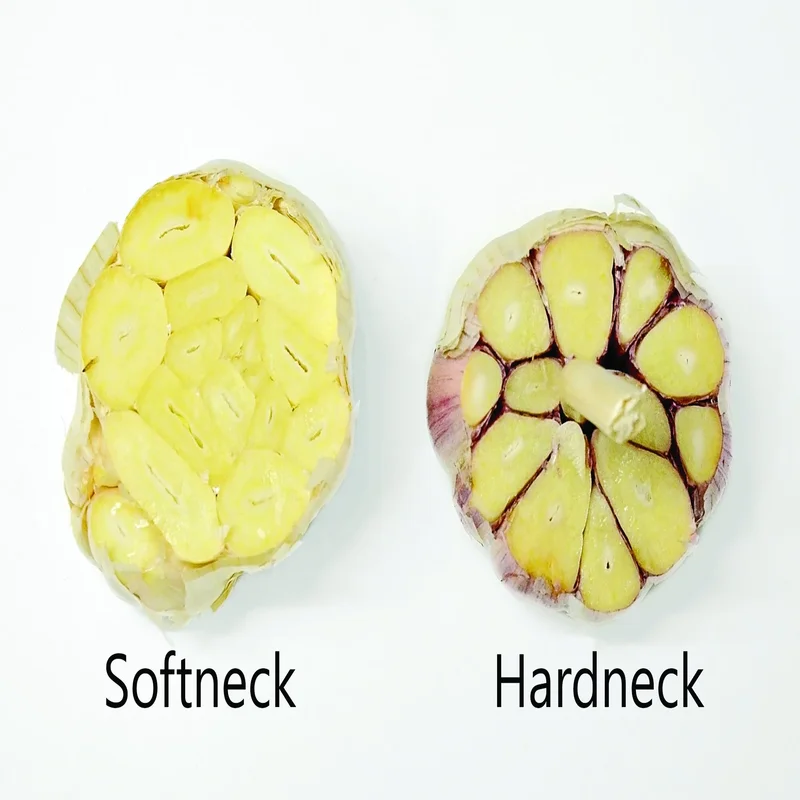 Hardneck vs. Softneck: The Ultimate Garlic Showdown
