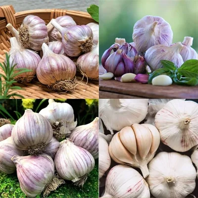 Garlic Varieties Demystified: Choosing the Right Clove for Your Garden and Table