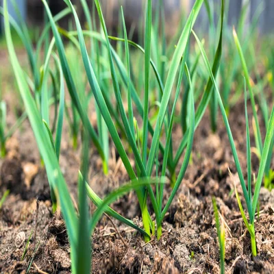 The Art and Science of Growing Garlic: A Guide for Gardeners and Growers