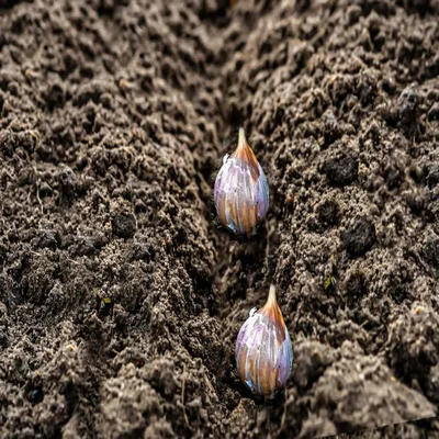Soil Secrets for Bigger, Bolder Bulbs