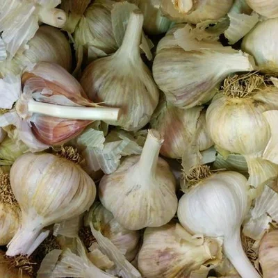German White