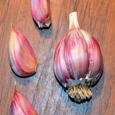 Rose du Var